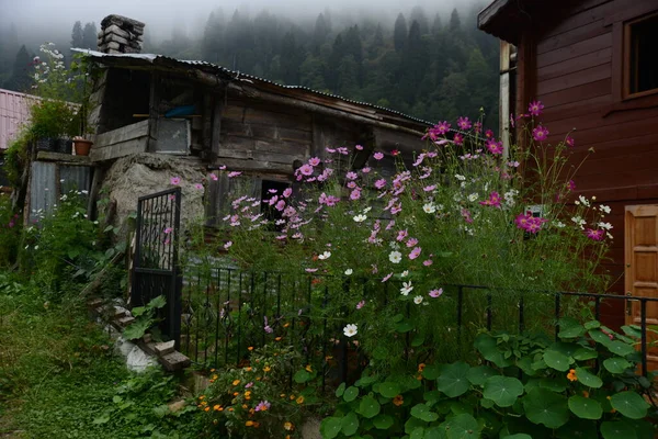 北トルコの高原からの景観を持つ前景の花 Ayder Rize — ストック写真