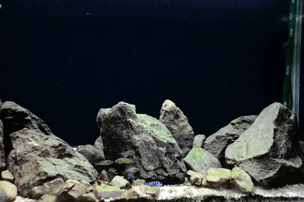 Demasoni Cichlid Pseudotropheus Demasoni Found Lake Malawi Pombo Rocks Tanzanian — Stock Photo, Image