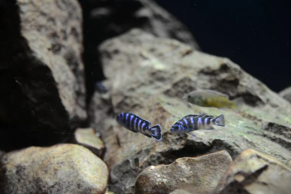 Demasoni Cichlid Pseudotropheus Demasoni Found Lake Malawi Pombo Rocks Tanzanian — Stock Photo, Image