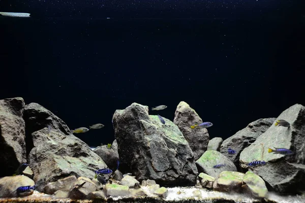 Demasoni Cichlid Pseudotropheus Demasoni Found Lake Malawi Pombo Rocks Tanzanian — Stock Photo, Image