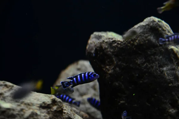 Demasoni Cichlid Pseudotropheus Demasoni Found Lake Malawi Pombo Rocks Tanzanian — Stock Photo, Image