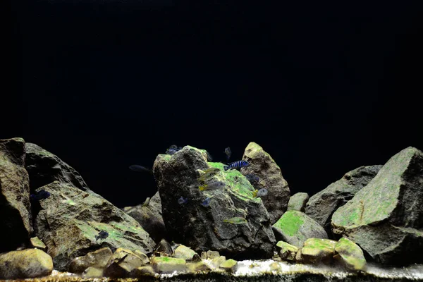 Demasoni Cichlid Pseudotropheus Demasoni Found Lake Malawi Pombo Rocks Tanzanian — Stock Photo, Image
