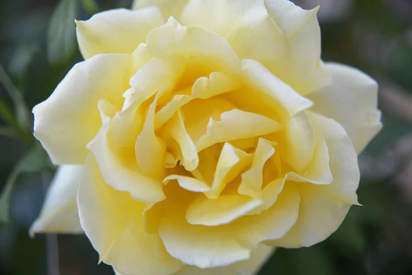 Schöne Gelbe Rose Einem Frühlingsgarten Rosengarten Mit Selektivem Fokus — Stockfoto