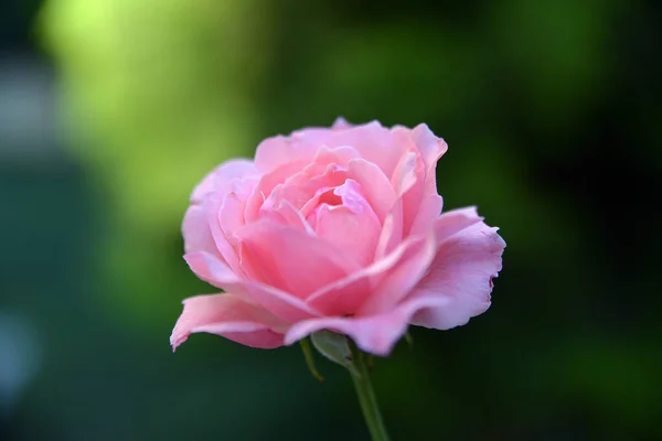 Schöne Rosa Rose Einem Frühlingsgarten Rosengarten Mit Selektivem Fokus — Stockfoto