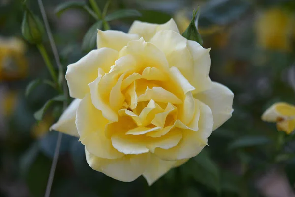 Hermosa Rosa Amarilla Jardín Primavera Jardín Rosas Con Enfoque Selectivo — Foto de Stock