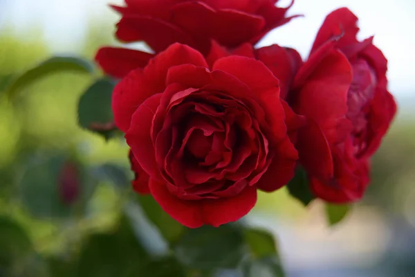 Schöne Rote Rose Einem Frühlingsgarten Rosengarten Mit Selektivem Fokus — Stockfoto
