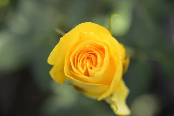 Belle Rose Jaune Dans Jardin Printemps Jardin Roses Avec Accent — Photo