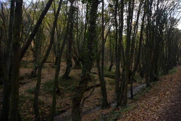 Gyönyörű Túraút Egy Parkban Őszi Fák Természetvédelmi Parkok Törökország Isztambul — Stock Fotó