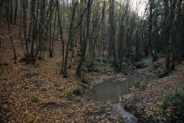 Sonbahar ağaçlarıyla dolu bir parkta güzel bir yürüyüş yolu, Doğa Türkiye, İstanbul, Polonezkoy (Adampol)