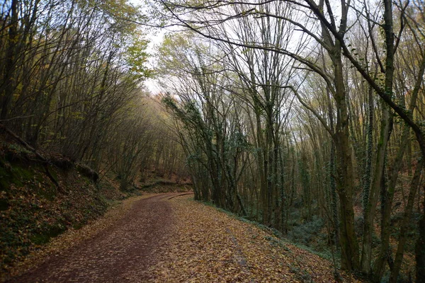 Bella Strada Trekking Parco Con Alberi Autunnali Parchi Naturali Turchia — Foto Stock