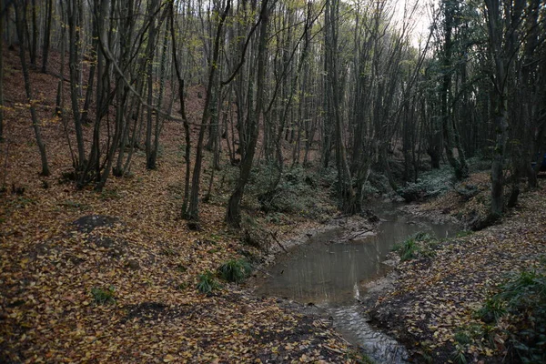 Gyönyörű Túraút Egy Parkban Őszi Fák Természetvédelmi Parkok Törökország Isztambul — Stock Fotó