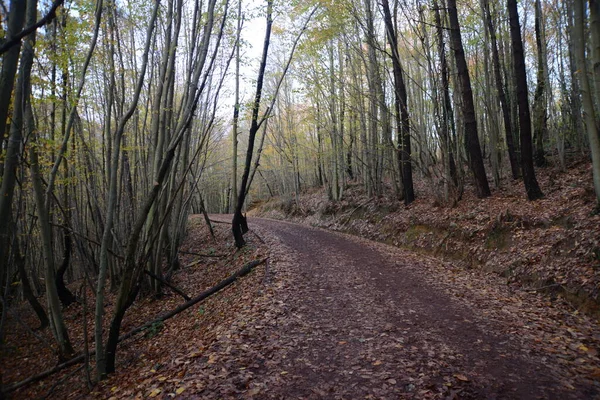 秋の木々のある公園で美しいトレッキング道路 自然公園トルコ イスタンブール Polonezkoy Adampol — ストック写真