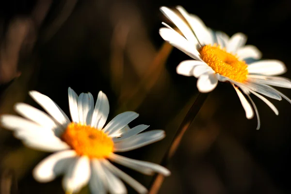 Fleurs par une journée ensoleillée . — Photo