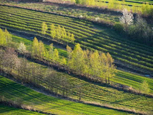 Campi Primaverili Nell Acaro Occidentale — Foto Stock