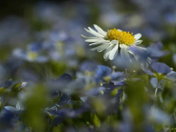 Meadow Menekşelerin Arka Planında Papatya — Stok fotoğraf