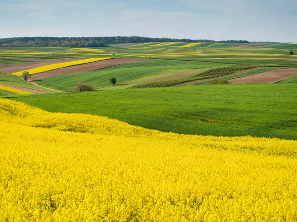 Pola Wiosenne Zieleni Żółci Roztoczu Zdjęcia Stockowe bez tantiem