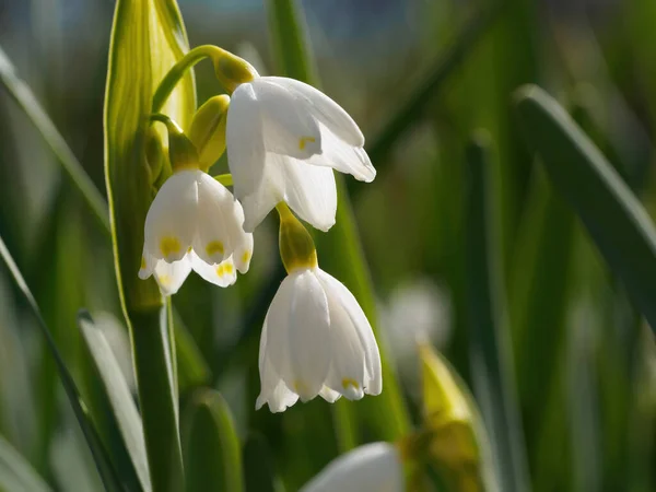 White Spring Flowers Green Background — Stock Photo, Image