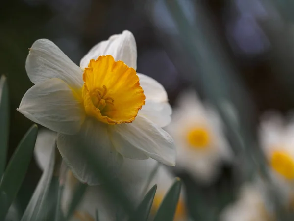 Blooming Hvit Påskelilje Hagen Våren – stockfoto
