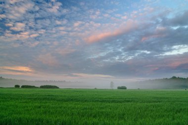 Podlasie 'nin çayırlarında sabah oldu. Sis çayırın üzerinde duruyor..