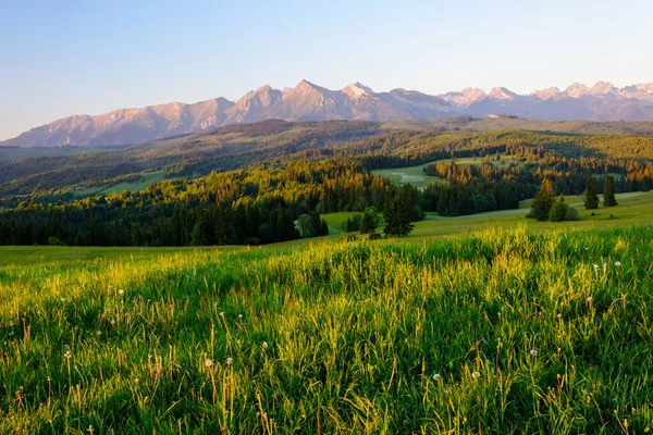 Haymaking in the Zab village in Podhale. Haystacks lit by the morning light. In the distance you can see the Tatras mountain range.