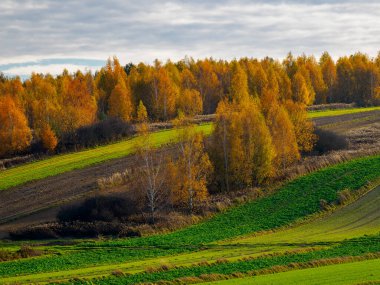 Sonbahar tarım arazisi. Kırsal bir alanda, bulutlu bir gökyüzünün altında canlı ağaçlar ve yeşil tarlalarla sonbahar manzarası. Turuncu ve sarı tonlarında renkli sonbahar ağaçlarını gösteren güzel bir manzara. Hilly terr etrafında yemyeşil alanlar eğrisi
