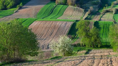 Baharda bir tarım arazisi. Yeşil, yuvarlanan tepeler, gün ışığında sakin bir arazide canlı tarlalar ve ağaçlar ortaya çıkarıyor. Bereketli, yeşil tepeler berrak bir gökyüzünün altında verimli tarlalar ve ağaçların mozaiğini ortaya çıkarıyor. Sahne, doğanın güzelliğini yakalar.