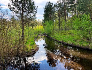 Ormanın ortasında kocaman bir su birikintisi.