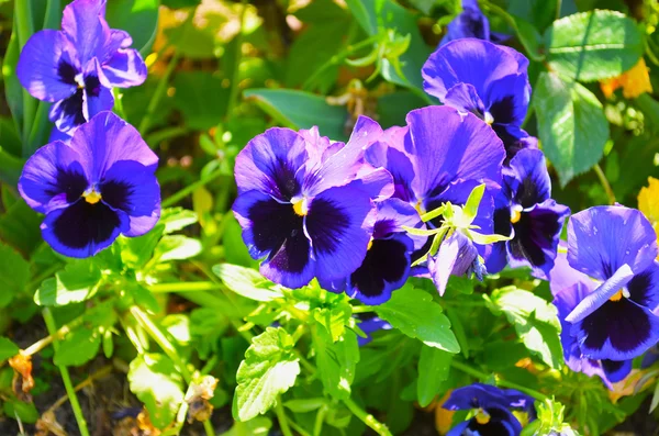 Purple Violet Flowers — Stock Photo, Image