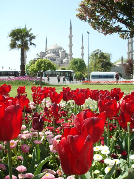 The Ottoman Tulips and Sultanahmet Mosque Background — Stock Photo, Image