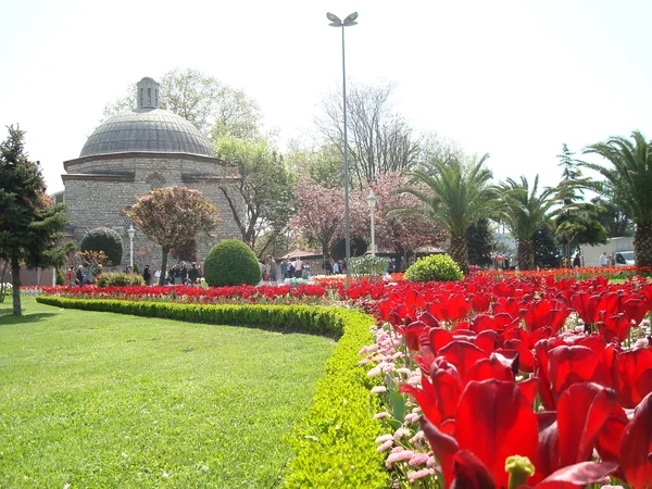 Osmanlı lale arka plan