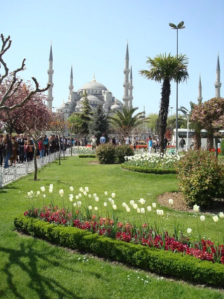 The Ottoman Tulips and Sultanahmet Mosque Background — Stock Photo, Image