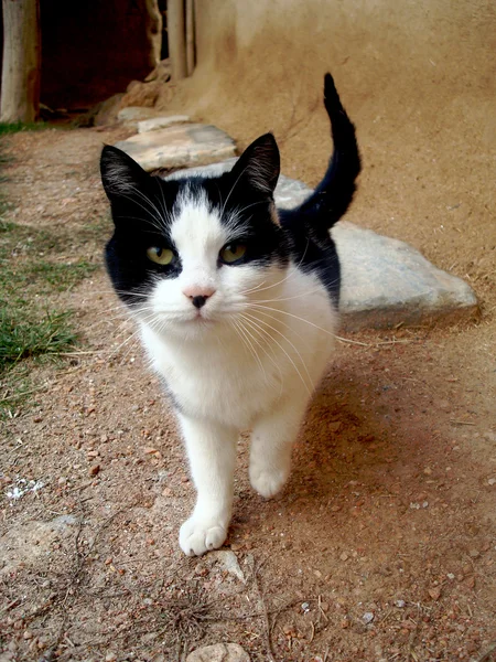 Чорний білий кіт — стокове фото