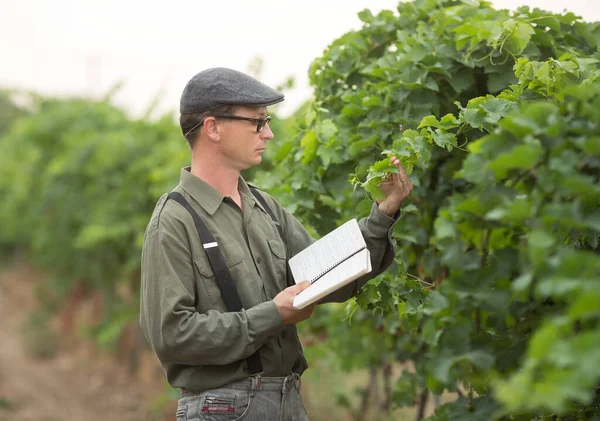 Young Man Agronomist Viticulturist Standing Vineyard Examining Branch Writing Something — Stock Photo, Image