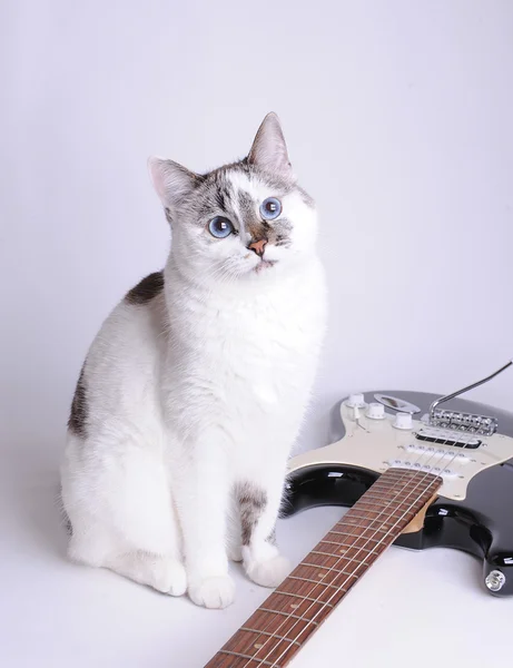 Gato de ojos azules con guitarra eléctrica — Foto de Stock