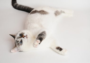 Kedi yalan ve o dönemin oyunları