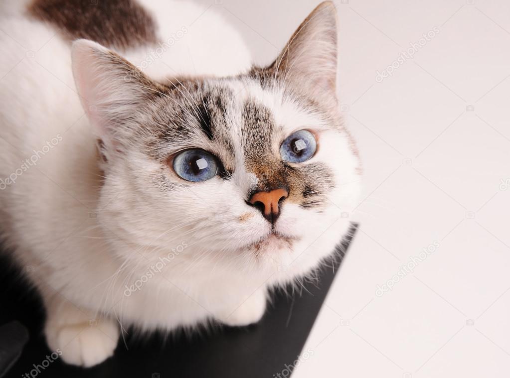 White cat with blue eyes