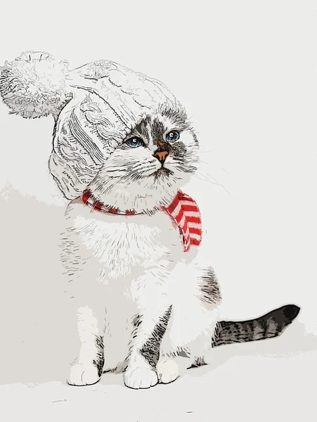 图只白色的猫，戴着有绒球和一条围巾的针织帽 — 图库照片