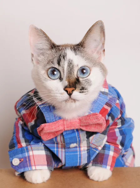 Gato de olhos azuis usando camisa e gravata borboleta — Fotografia de Stock