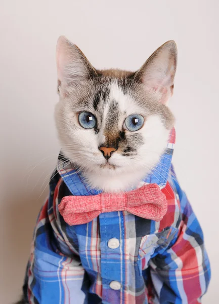 Blue-eyed cat wearing shirt and bow tie — Stock Photo, Image