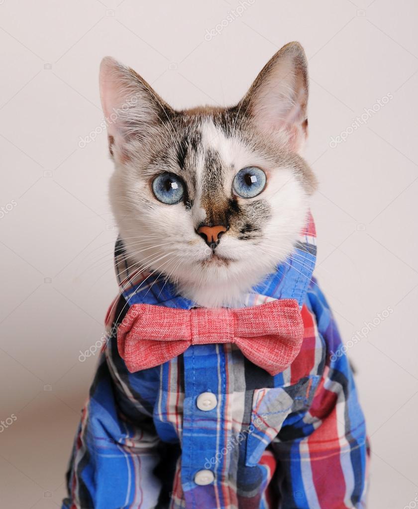 Blue-eyed cat wearing shirt and bow tie Stock Photo by ©sorockina