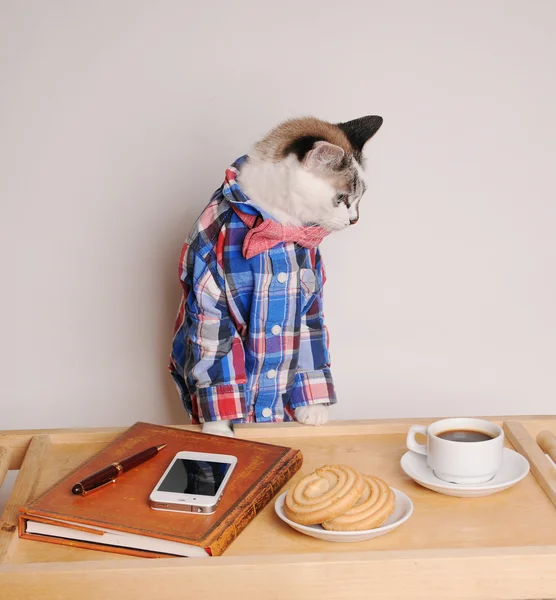 Gato em uma camisa e gravata borboleta bebendo café no trabalho — Fotografia de Stock