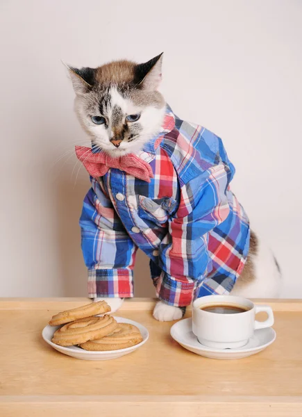 Kedi bir gömlek ve papyon çerezler ile kahve içme — Stok fotoğraf
