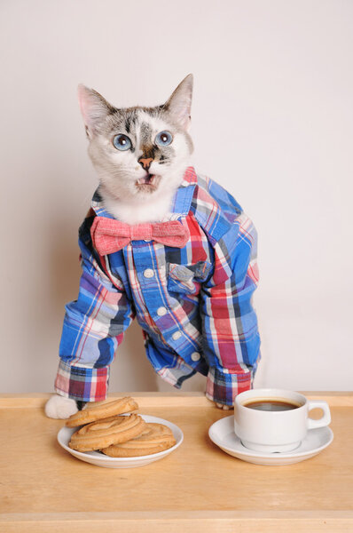 Волнующий кот в рубашке и галстуке-бабочке пьет кофе с печеньем
