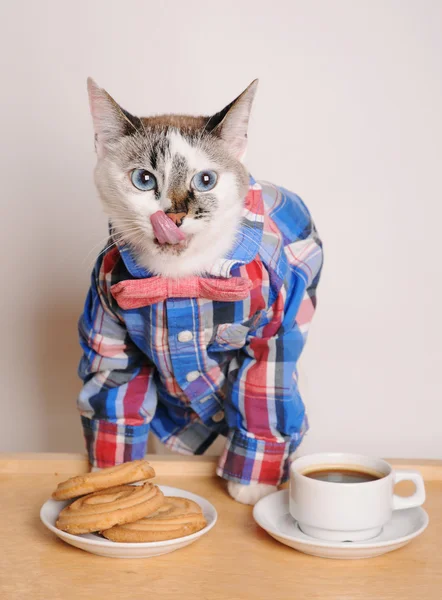Кот в рубашке и галстуке-бабочке пьет кофе с печеньем и облизывает — стоковое фото