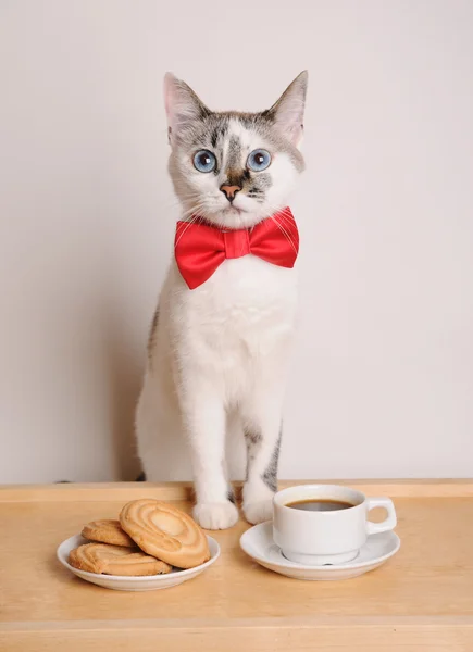 Кошка в красной бабочке пьет кофе с печеньем — стоковое фото