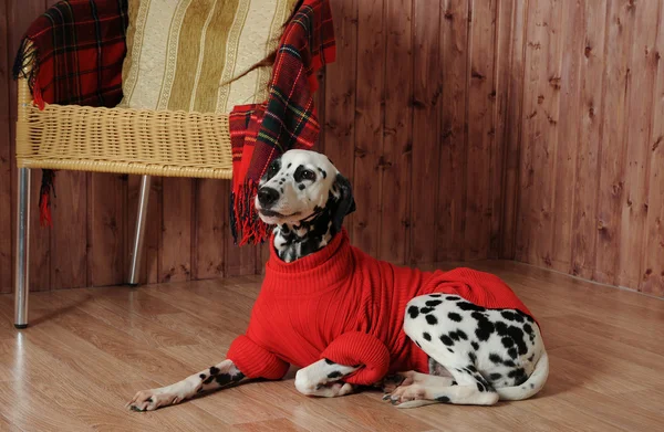 Dalmacji w czerwonym swetrze we wnętrzu jesień — Zdjęcie stockowe