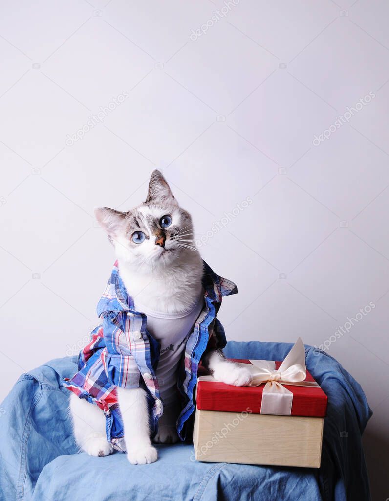 Cute fluffy blue eyed cat in a shirt with a gift box on white background. Free space for text or design elements
