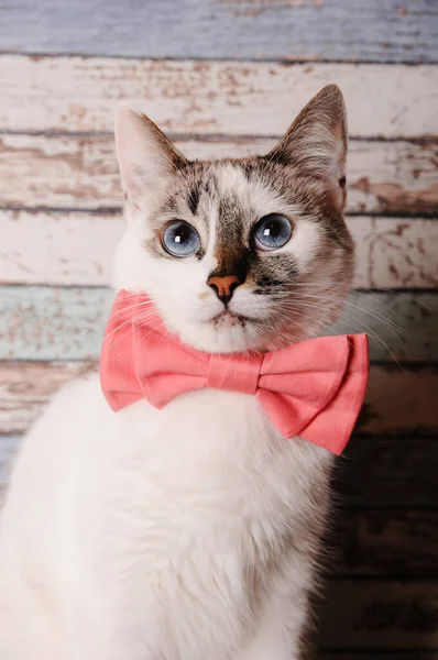 Carino Gatto Bianco Dagli Occhi Azzurri Papillon Rosa Tavola Fondo — Foto Stock