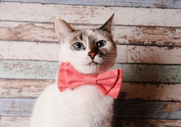 Bonito gato de olhos azuis branco em laço rosa gravata no fundo de madeira, close up retrato — Fotografia de Stock