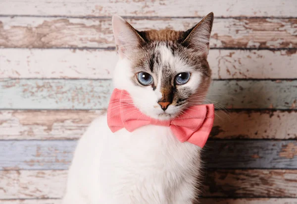 Carino gatto bianco dagli occhi azzurri in papillon rosa su sfondo di legno, ritratto da vicino — Foto Stock